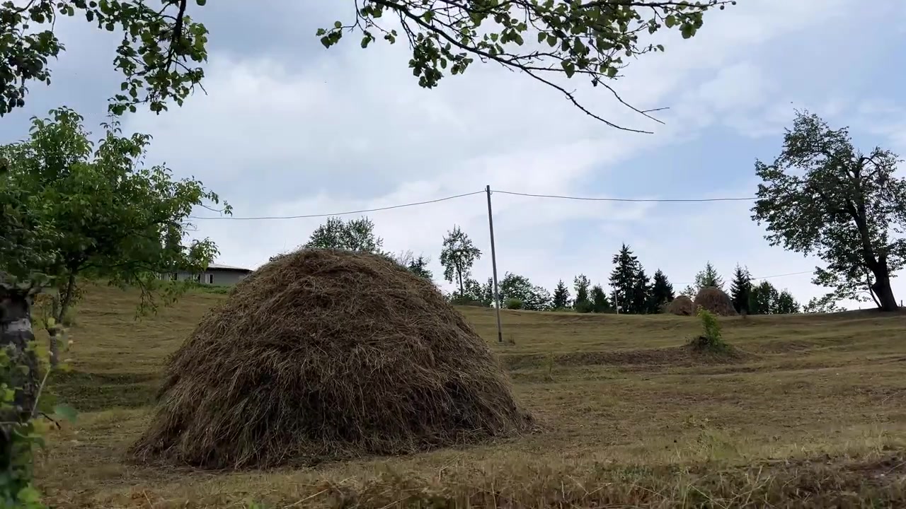 Ländliches Dorfleben auf der Wiese, malerische Lagerung von Heuballen, üppig grüne Sommererntezeit, natürliche Hochland-Berglandschaft, Holzhütte, Vieh, wilder Baum, Wald, Wildnis, idyllisch