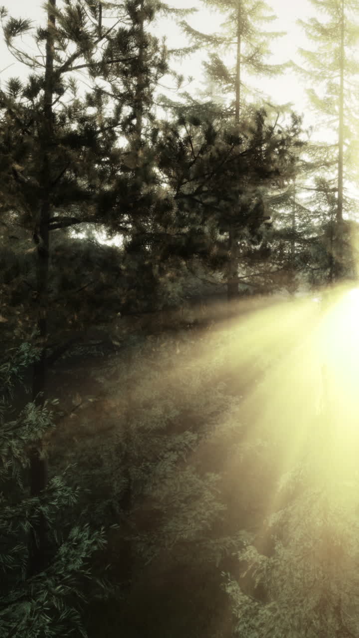 Luce solare che filtra tra gli alberi in una foresta al mattino