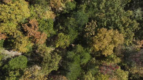 Bunte-Baumkronen-Des-Herbstwaldes-In-Eagle-Hollow-Cave,-Arkansas,-Vereinigte-Staaten