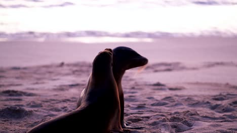 Dos-Leones-Marinos-De-Galápagos-Apareándose-Durante-La-Puesta-De-Sol-En-La-Playa-De-San-Cristobal---Islas-Galápagos---Portátil