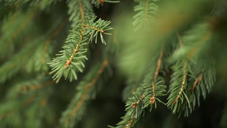 closeup of spruce branch with needles moving in wind in slow motion