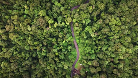 Aerial-top-view-the-curvy-road-in-green-jungle-rainforest-in-Lombok-Island,-Indonesia