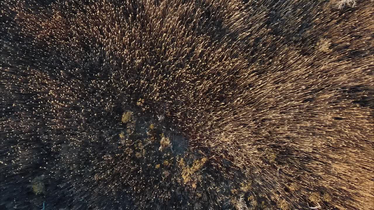 Aerial top down shot of plants in field near ocean in Provincetown, AMERICA at sunset time - rising shot