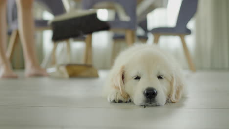 a woman is sweeping the floor in the kitchen, in the foreground a cute puppy of a golden retriever is napping