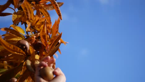 英国牛津植物园摘水果的女士