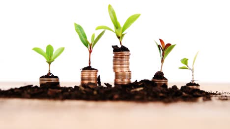 Close-up-of-plant-grows-from-stack-of-coins