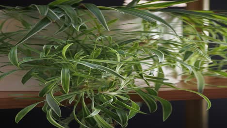 hanging spider plant in white pot