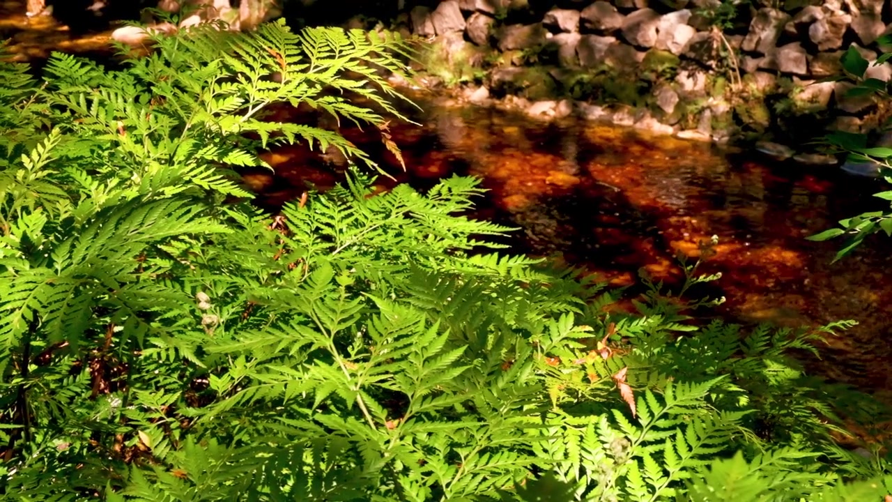 A river gently flows past lush green ferns in a South African forest