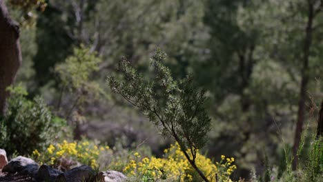 Wild-rosemary-plant-zoom-out