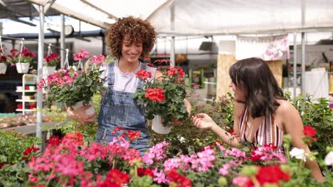 gardener showing red geraniums to customer in greenhouse