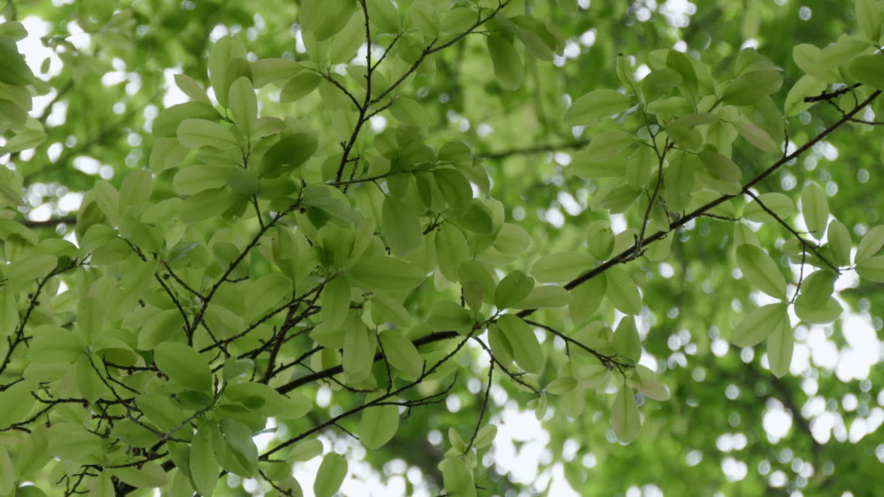 Stunning view of lush green leaves in nature, sunlight streaming through, creating beautiful patterns and shadows, swaying softly in the breeze, enhancing the natural beauty.