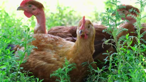 red young chicken sitting among the green grass hens sitting on the green grass free range chicken on a farm yard