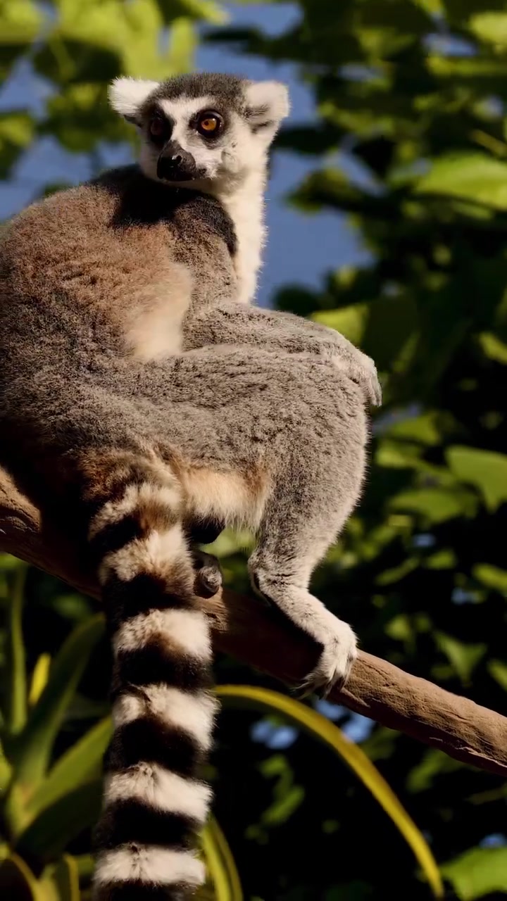 Lêmure escalando galho de árvore em recinto de zoológico
