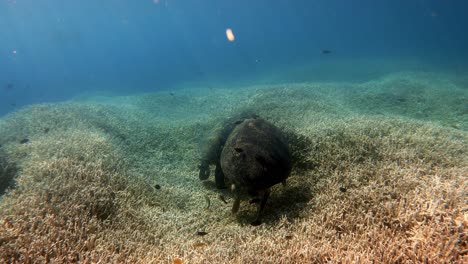 tortugas marinas verdes en el arrecife con peces pequeños nadando - plano medio