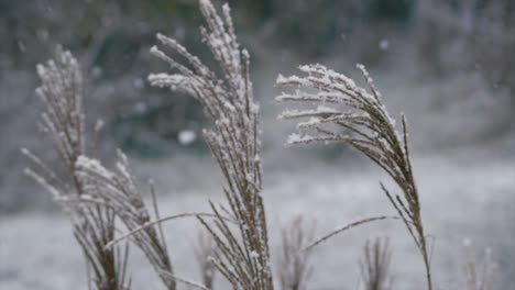 Gran-Angular-De-Hermosas-Plántulas-De-Plantas-De-Hierba-Bajo-La-Nieve-En-Cámara-Lenta,-Estado-De-ánimo-Oscuro