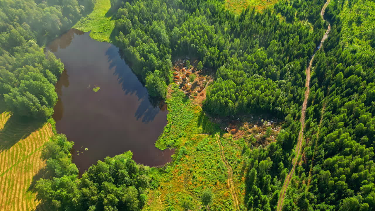 пышный зеленый лес и спокойное озеро, виденное сверху в солнечный день