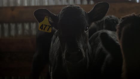 Calf-Looking-At-The-Camera-While-Other-Calves-Are-Walking-Inside-The-Pen-In-New-Zealand---Closeup-Shot