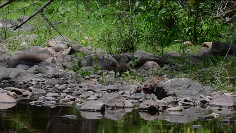 The-Long-tailed-Macaques-are-the-easiest-monkeys-to-find-in-Thailand-as-they-are-present-at-temple-complexes,-national-parks,-and-even-villages-and-cities