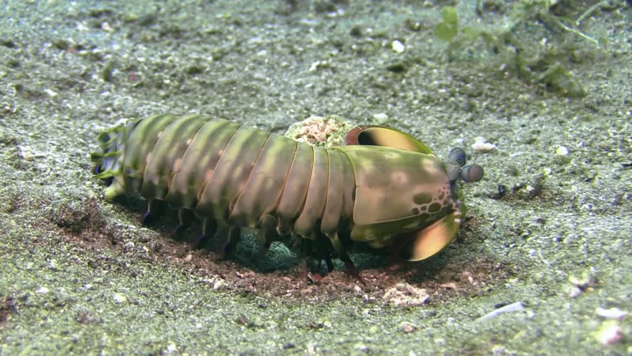 작은 산호 블록 근처에서 먹이를 찾아 파는 여성 공작 사마귀 새우