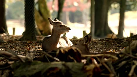 a serene view of deers wandering through the tranquil forest of nara park in japan. capturing the peaceful coexistence of wildlife and nature in this iconic location.