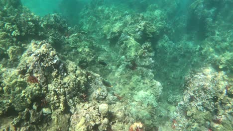 beautiful tropical fish swimming in the coral reefs of maui