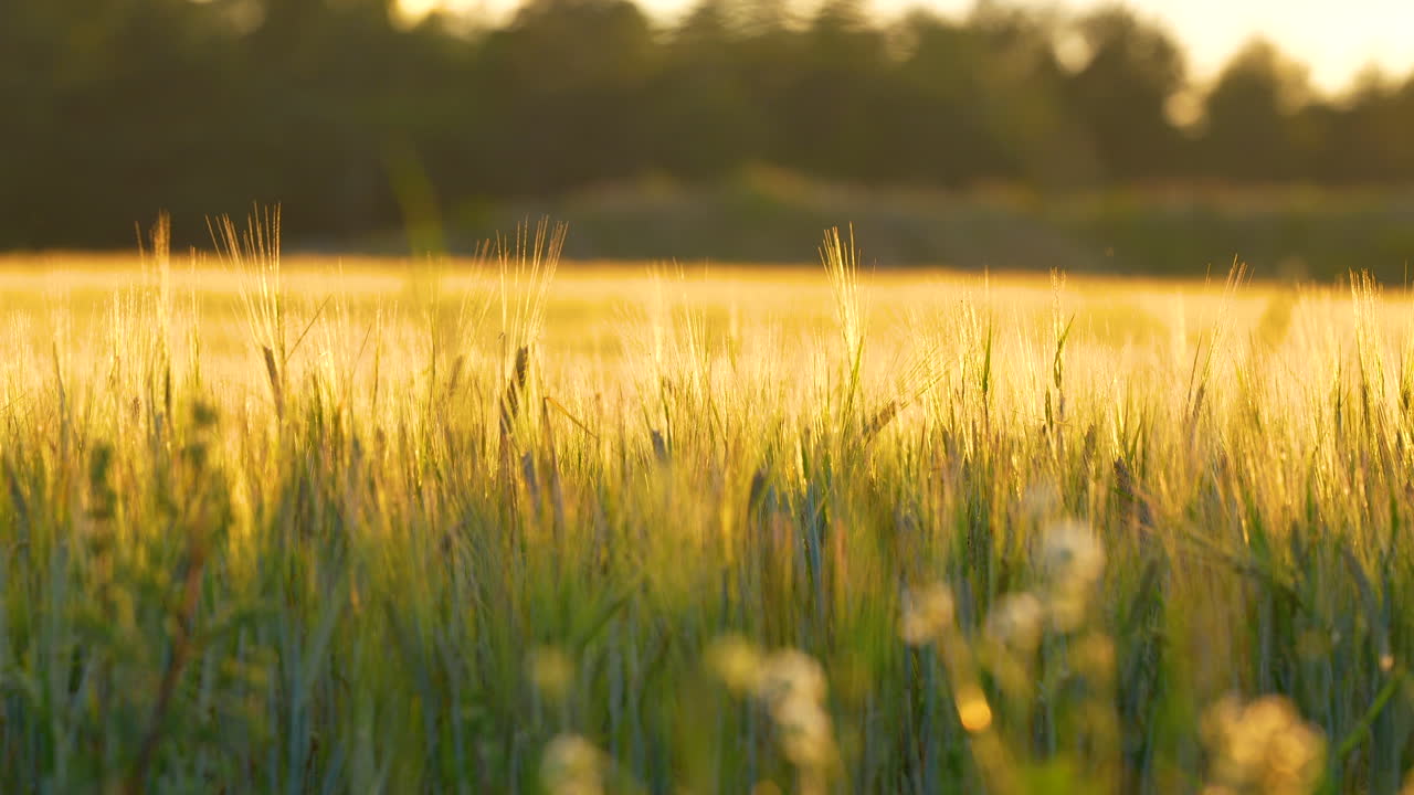 Cinematic panning shot of crop field during sunset golden hours