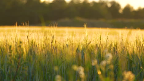 cinematic panning shot of crop field during sunset golden hours