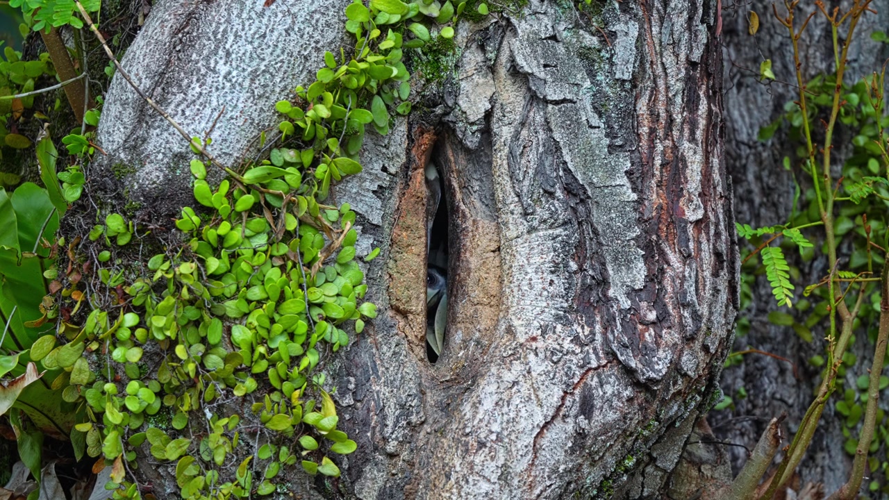 Nesting Oriental Pied Hornbill Bird Inside A Tree Hollow Hole. Close-up Shot