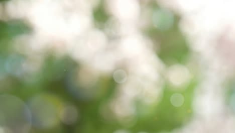 fondo de verano abstracto con bokeh