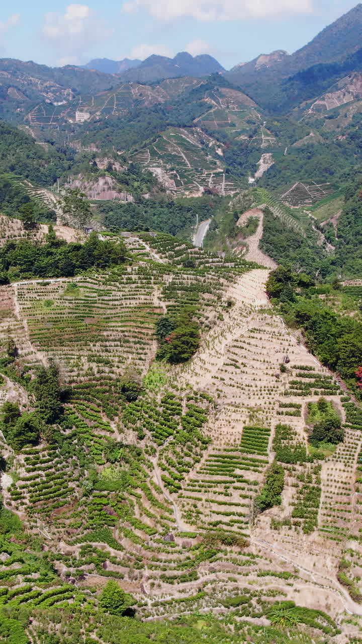 Breathtaking Tea Plantations in the Mountains