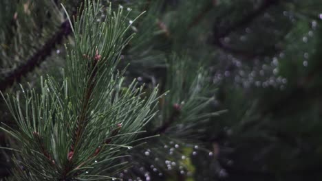 rain drops from coniferous leaves on a cloudy and rainy day