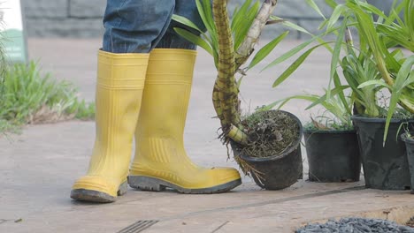 gardener planting plants in pots