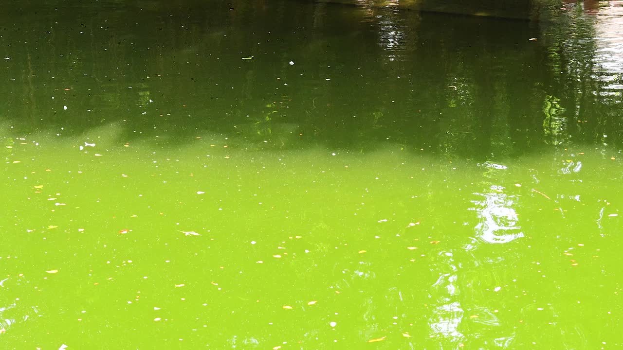 녹색과 하늘을 반영하는 평온한 물