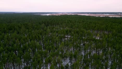 Aerial-view-of-a-forest-with-snow-on-the-ground,-containing-mostly-pine-trees-but-also-eucalyptus-and-spruce-trees