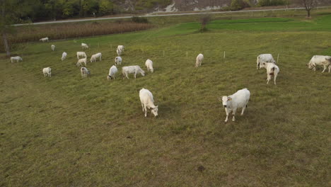 Herde-Von-Kühen,-Die-Weidendes-Gras-Aus-Der-Vogelperspektive-Bewirtschaften