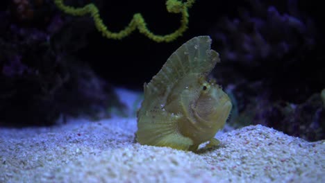 Hermoso-Pez-Solo-En-El-Arrecife-De-Coral