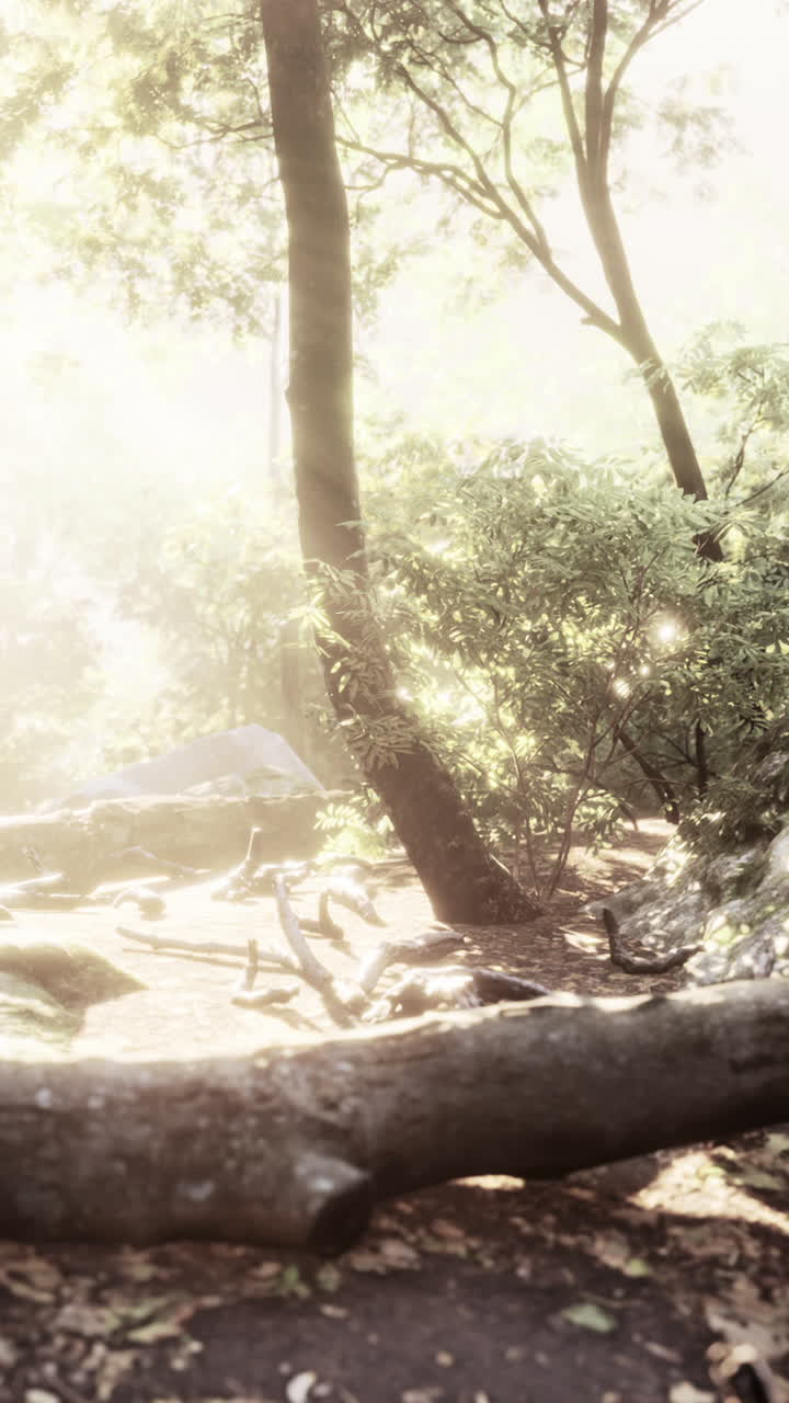 숲을 가로질러 흐르는 빛