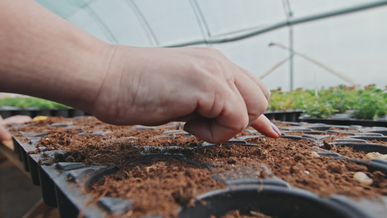 Planting Seeds in Pots