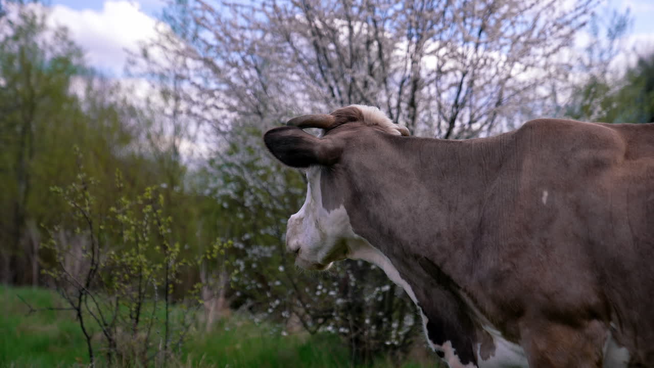 Domestic animal chewing grass outdoors. Milk cow grazing on pasture among beautiful spring nature. Side view.