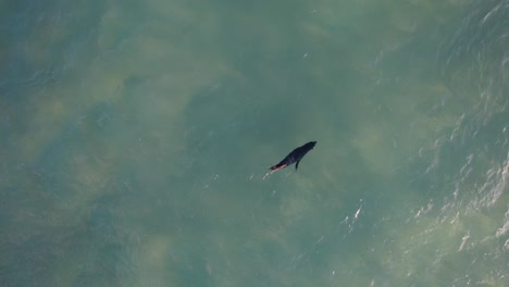 un cachorro de foca nadando en el mar azul en gold coast, queensland, australia