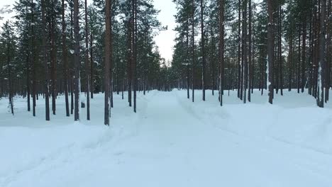 camino del bosque nevado de invierno