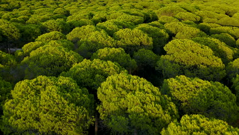 vista aérea sobre el denso bosque de pinos de parasol de el rompido