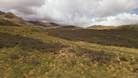 Vista-Aérea-De-Ovejas-En-Las-Montañas-Del-Desierto-De-La-Isla-Sur-De-Nueva-Zelanda