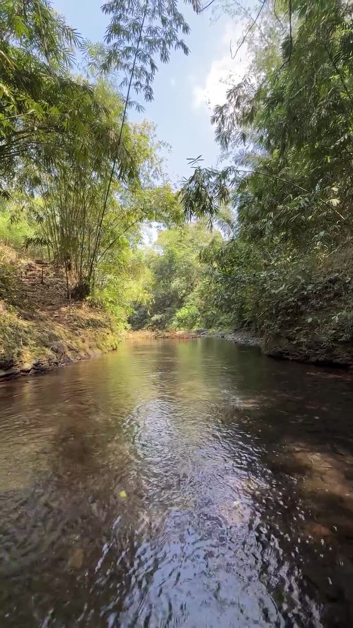 Ruscello tranquillo che scorre attraverso una lussureggiante foresta tropicale di bambù
