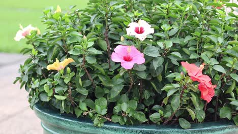 hibiscus flowers blooming in a garden