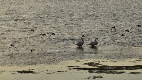 Pair-Of-Swans-Among-Other-Flying-Birds-On-A-Calm-Lake