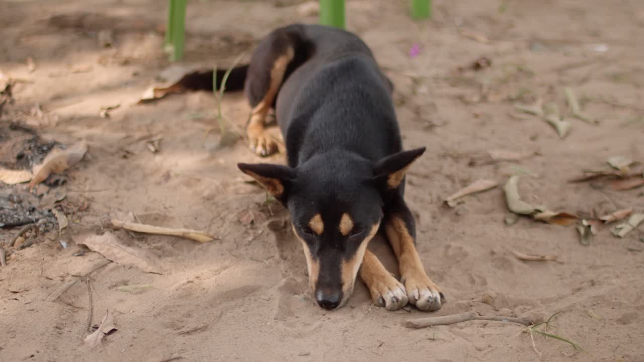 perro negro durmiendo y protegiendo su casa
