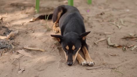 black dog sleeping and guarding his home