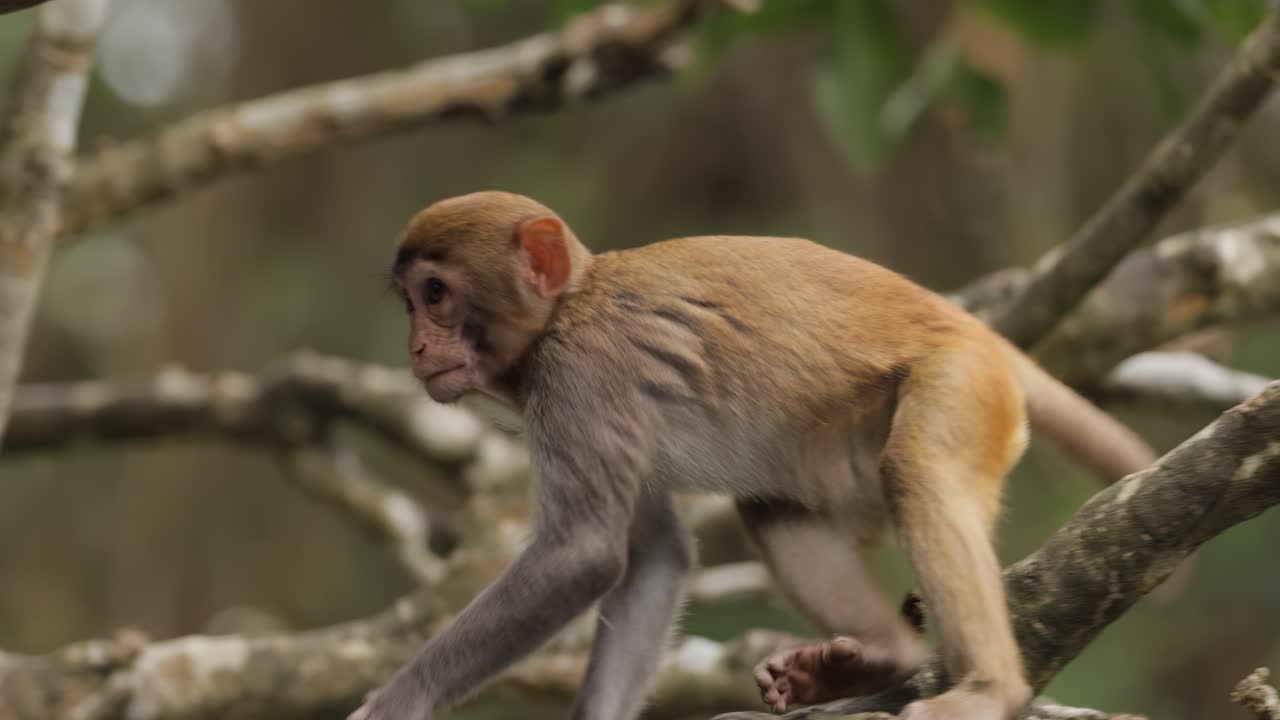 los macacos constituyen un género (macaca) de monos gregarios. los macacos se encuentran en una variedad de hábitats en todo el continente asiático y son altamente adaptables.