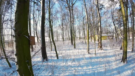 Antena-Fpv-Volando-Entre-Troncos-De-árboles-Sobre-Un-Paisaje-Invernal-Cubierto-De-Nieve